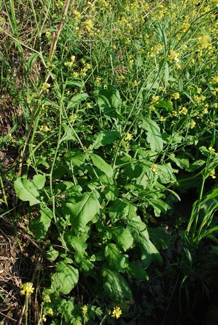 Brassicacea - Rapistrum cfr.rugosum
